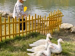 -千年银杏谷文化旅游区