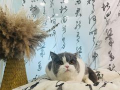 -爱洗澡的猫(望京店)