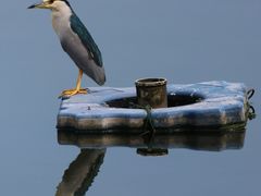 -重庆彩云湖湿地公园