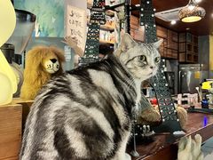 -咖法森林·咖啡  酒吧(天河店)