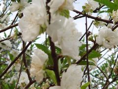 -南国桃园旅游度假区