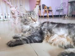 -70cat德文卷毛猫·缅因猫纯种猫舍