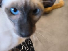 -飞行喵MR PILOT|猫舍·猫咖(静安大融城店)