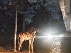 -清迈夜间动物园