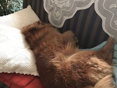 -熊小胖宠物生活馆(天华园店)