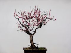 -杭州植物园