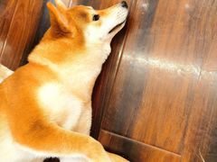 -豆柴町-柴犬主题狗咖(红鼎国际C座店)