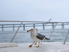 -星海湾跨海大桥