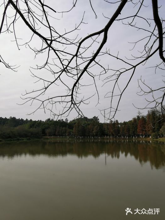 松山湖南湖湾露营营地图片