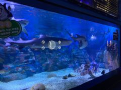 -烟台海昌鲸鲨海洋公园