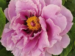 -国家植物园南园