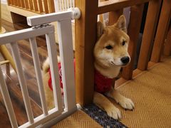 -豆柴町-柴犬主题狗咖(红鼎国际C座店)
