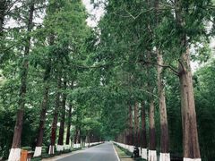 -黄海国家森林公园