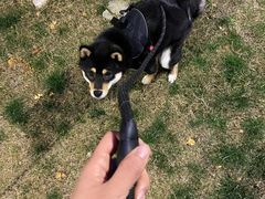 -喜柴咖啡·柴犬狗咖