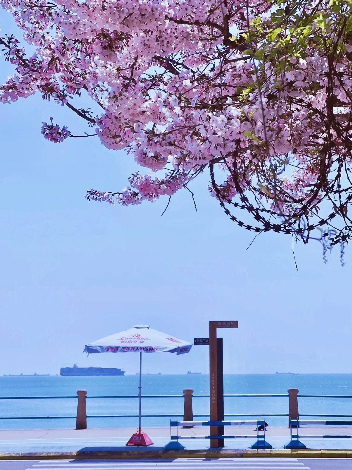 大海与樱花的浪漫结合🎀