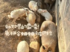 -灵玲国际马戏城