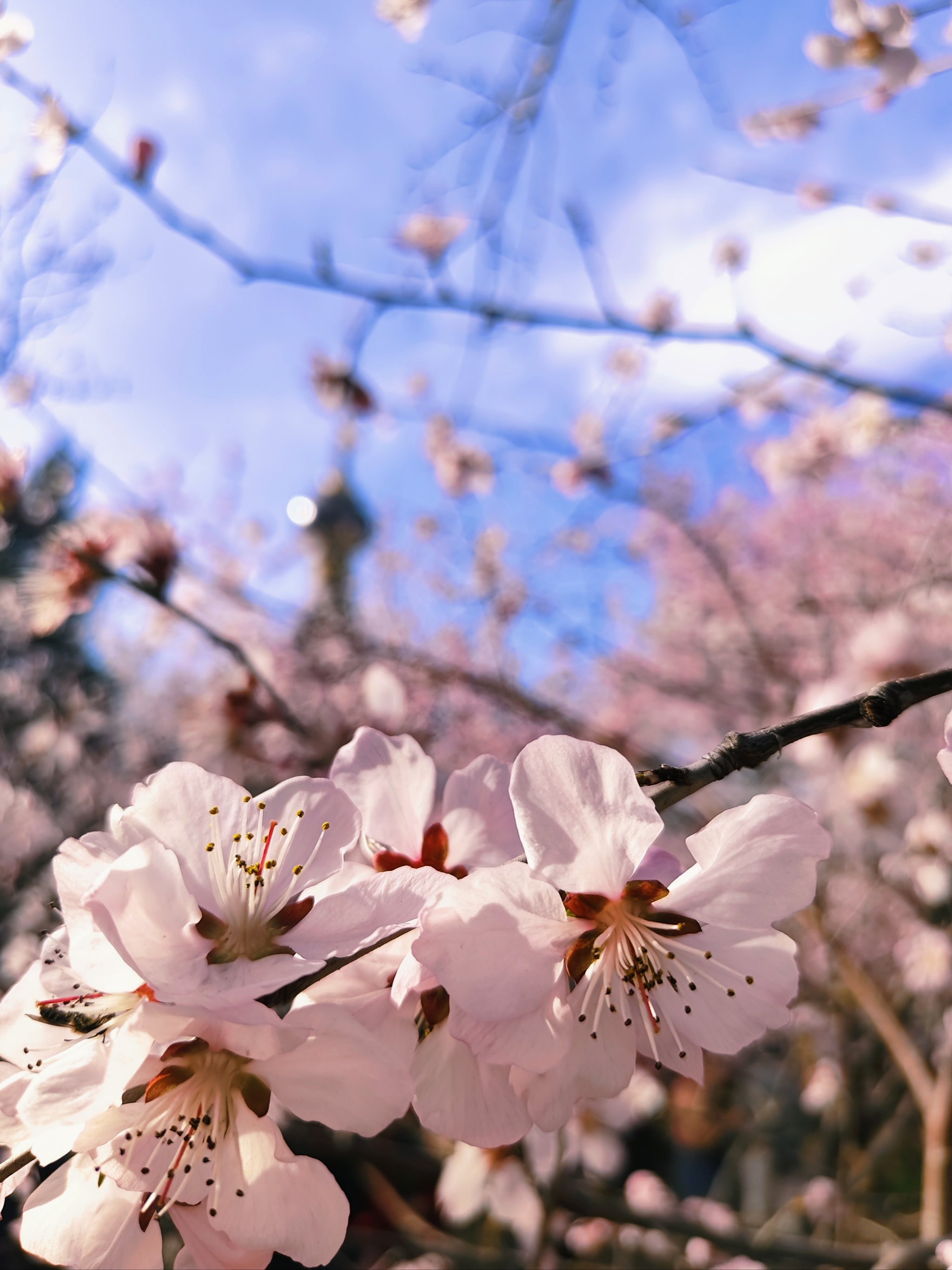 玉渊潭桃花图片