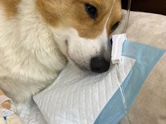 -谐和益家动物医院·免疫绝育·血液透析·宠保定点医院(高新伊藤分院)