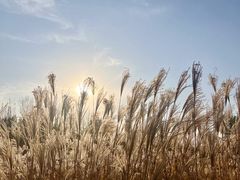 -汉长安城未央宫国家考古遗址公园