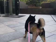 -柏萃动物医院·骨科·牙科