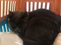-萌兽医馆·犬猫专科·眼科中心·宠物医院(朝阳门分院)