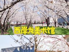 -顾村公园