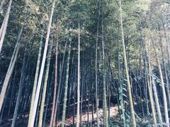 -宁波浙东大竹海景区