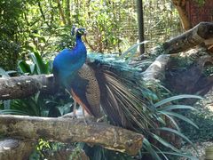 景点-瑞丽独树成林风景区