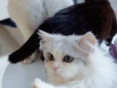 -怪兽屋·羊驼·猫咖·狗咖(俊华广场店)