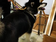 -宠福鑫康馨动物医院·骨科·眼科