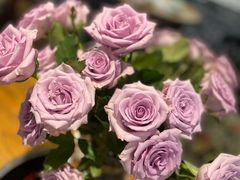 -村夫烤鱼·重庆鸡公煲(杨思店)