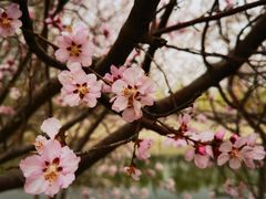 -桃花堤公园