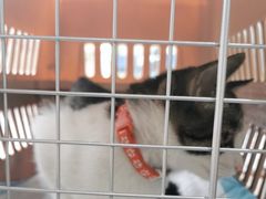 -宠颐生宠物医院·犬猫全科·皮肤科(商业街店)