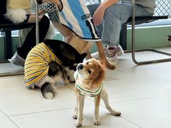 -怪兽屋·羊驼·猫咖·狗咖(俊华广场店)