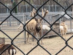 -北京麋鹿生态实验中心