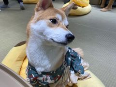 -逗柴咖啡屋·狗咖猫咖宠物桌游