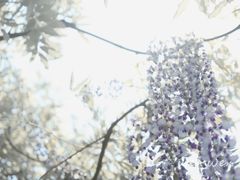 -嘉定紫藤园
