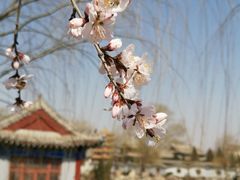 -纪晓岚文化园