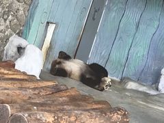 -海南热带野生动植物园