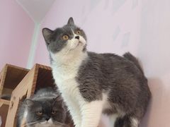 -我爱猫咪·猫咖·狗咖·安哥拉兔·羊驼咖(小寨华旗店)