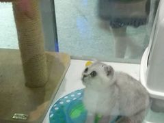 -1013 PET SHOP 宠物商店(近铁城市广场店)