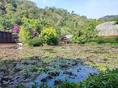 -野象谷景区