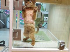-屋虎猫馆(宝安大仟里店)