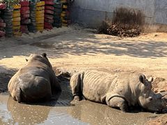 -西霞口神雕山野生动物世界