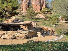 -北京野生动物园