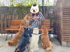 -柴犬高等学院·狗咖·柴犬售卖·宠物训练