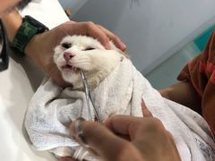 -瑞派动物医院·绝育·犬猫全科·预防医学(光景江南中店)