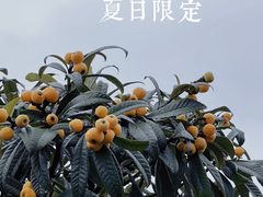 -东山风景区(洞庭东山)