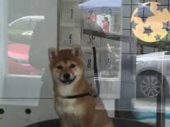 -BABYDOG宝贝狗宠物乐园(欧洲城店)
