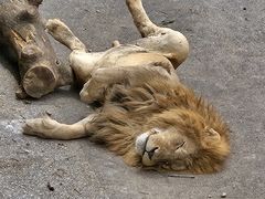 -大连森林动物园